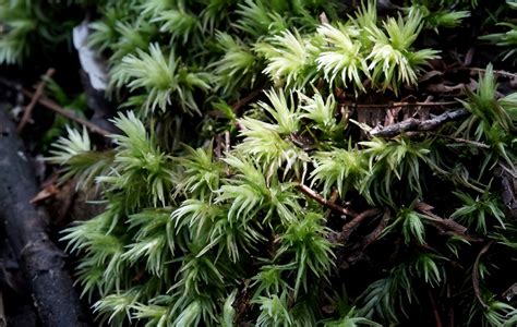 青苔形成|青苔（苔藓类植物）